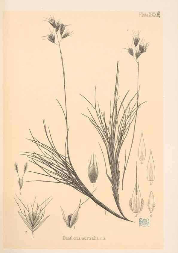 Reproducción/Reproduction 48308506192: The indigenous grasses of New Zealand.. Wellington, N. Z.,by authority, G. Didsbury, Govt. Printer,1878-1880.. 