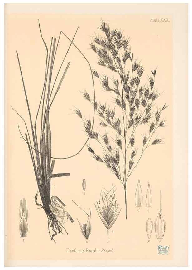 Reproducción/Reproduction 48308393076: The indigenous grasses of New Zealand.. Wellington, N. Z.,by authority, G. Didsbury, Govt. Printer,1878-1880.. 