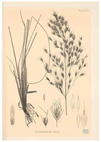 Reproducción/Reproduction 48308393076: The indigenous grasses of New Zealand.. Wellington, N. Z.,by authority, G. Didsbury, Govt. Printer,1878-1880.. 