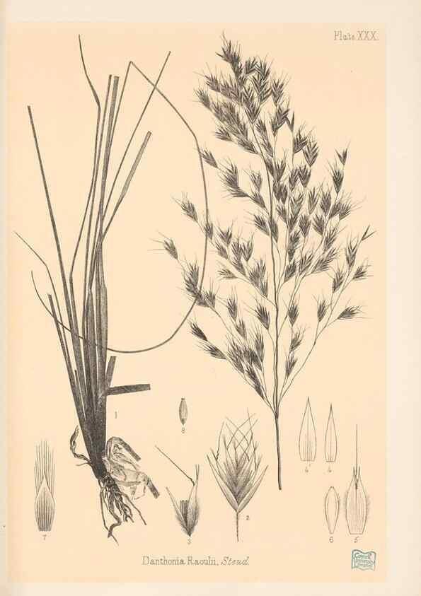 Reproducción/Reproduction 48308393076: The indigenous grasses of New Zealand.. Wellington, N. Z.,by authority, G. Didsbury, Govt. Printer,1878-1880.. 