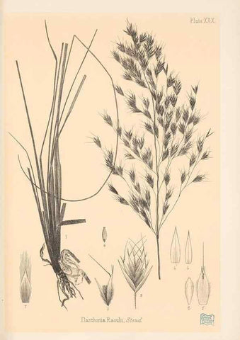 Reproducción/Reproduction 48308393076: The indigenous grasses of New Zealand.. Wellington, N. Z.,by authority, G. Didsbury, Govt. Printer,1878-1880.. 