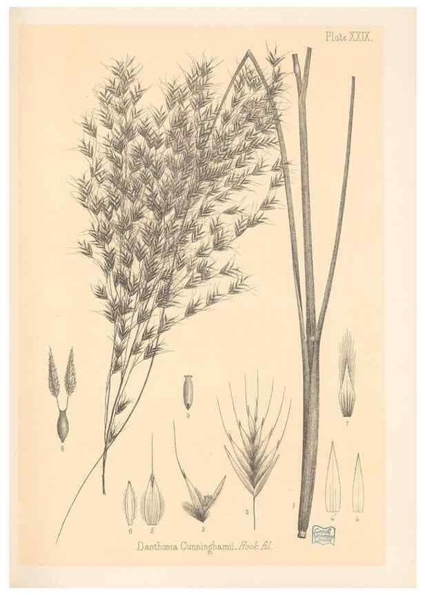 Reproducción/Reproduction 48308504937: The indigenous grasses of New Zealand.. Wellington, N. Z.,by authority, G. Didsbury, Govt. Printer,1878-1880.. 