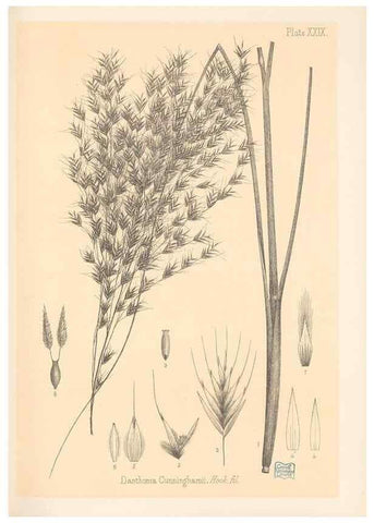 Reproducción/Reproduction 48308504937: The indigenous grasses of New Zealand.. Wellington, N. Z.,by authority, G. Didsbury, Govt. Printer,1878-1880.. 