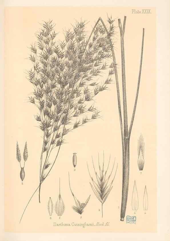Reproducción/Reproduction 48308504937: The indigenous grasses of New Zealand.. Wellington, N. Z.,by authority, G. Didsbury, Govt. Printer,1878-1880.. 