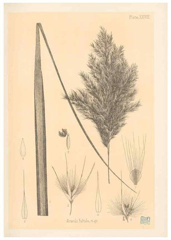 Reproducción/Reproduction 48308392036: The indigenous grasses of New Zealand.. Wellington, N. Z.,by authority, G. Didsbury, Govt. Printer,1878-1880.. 