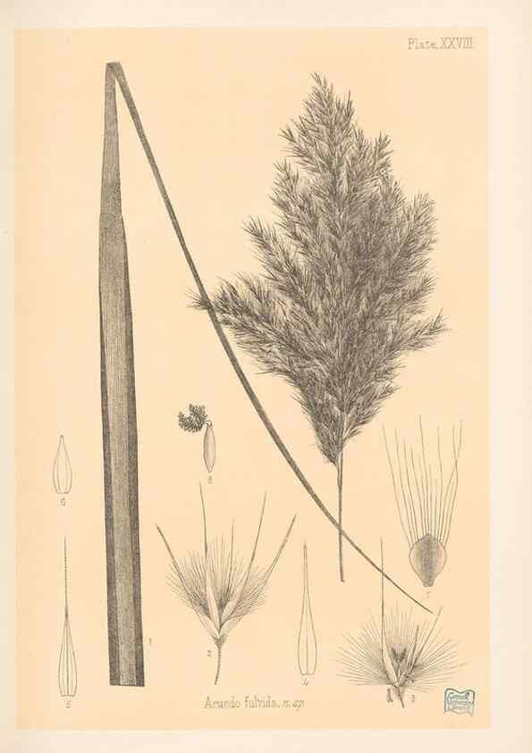 Reproducción/Reproduction 48308392036: The indigenous grasses of New Zealand.. Wellington, N. Z.,by authority, G. Didsbury, Govt. Printer,1878-1880.. 