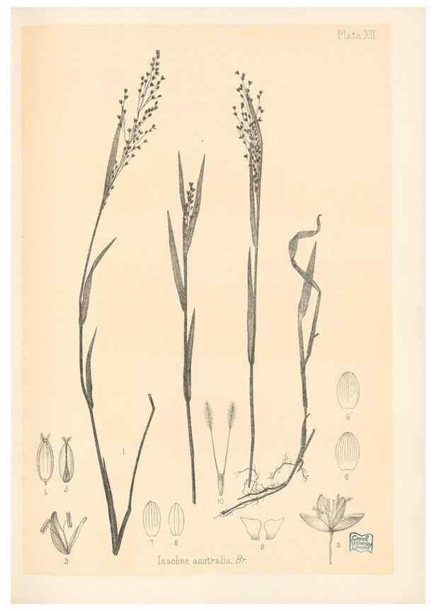 Reproducción/Reproduction 48308461292: The indigenous grasses of New Zealand.. Wellington, N. Z.,by authority, G. Didsbury, Govt. Printer,1878-1880.. 