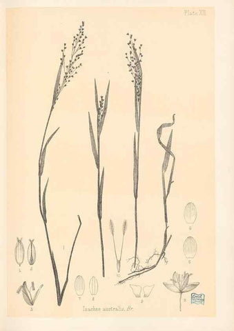 Reproducción/Reproduction 48308461292: The indigenous grasses of New Zealand.. Wellington, N. Z.,by authority, G. Didsbury, Govt. Printer,1878-1880.. 