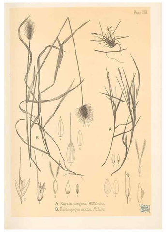 Reproducción/Reproduction 48308349376: The indigenous grasses of New Zealand.. Wellington, N. Z.,by authority, G. Didsbury, Govt. Printer,1878-1880.. 