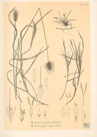 Reproducción/Reproduction 48308349376: The indigenous grasses of New Zealand.. Wellington, N. Z.,by authority, G. Didsbury, Govt. Printer,1878-1880.. 