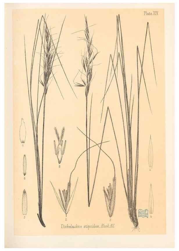 Reproducción/Reproduction 48308349756: The indigenous grasses of New Zealand.. Wellington, N. Z.,by authority, G. Didsbury, Govt. Printer,1878-1880.. 
