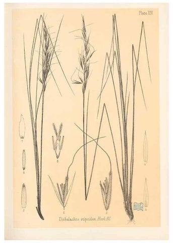 Reproducción/Reproduction 48308349756: The indigenous grasses of New Zealand.. Wellington, N. Z.,by authority, G. Didsbury, Govt. Printer,1878-1880.. 