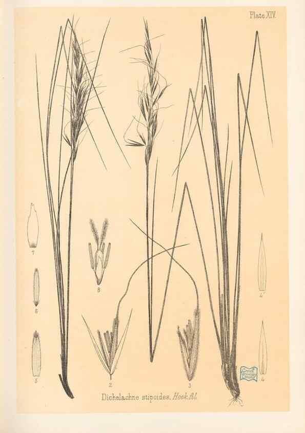 Reproducción/Reproduction 48308349756: The indigenous grasses of New Zealand.. Wellington, N. Z.,by authority, G. Didsbury, Govt. Printer,1878-1880.. 