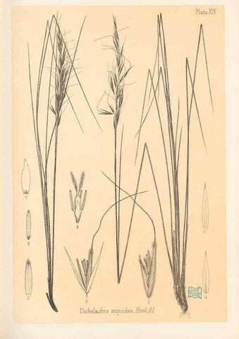 Reproducción/Reproduction 48308349756: The indigenous grasses of New Zealand.. Wellington, N. Z.,by authority, G. Didsbury, Govt. Printer,1878-1880.. 