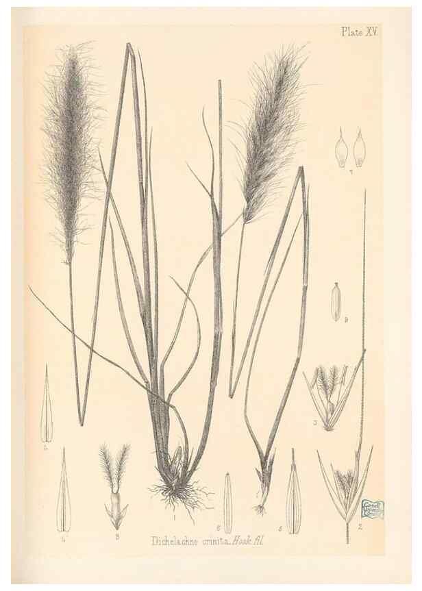 Reproducción/Reproduction 48308462567: The indigenous grasses of New Zealand.. Wellington, N. Z.,by authority, G. Didsbury, Govt. Printer,1878-1880.. 