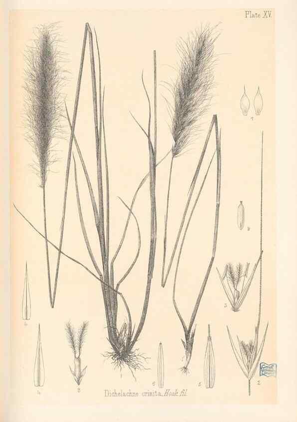 Reproducción/Reproduction 48308462567: The indigenous grasses of New Zealand.. Wellington, N. Z.,by authority, G. Didsbury, Govt. Printer,1878-1880.. 