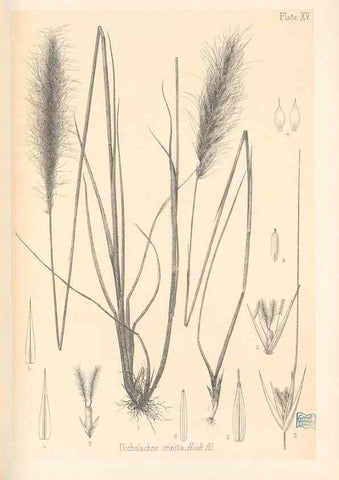 Reproducción/Reproduction 48308462567: The indigenous grasses of New Zealand.. Wellington, N. Z.,by authority, G. Didsbury, Govt. Printer,1878-1880.. 