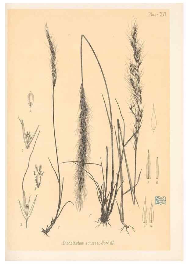 Reproducción/Reproduction 48308463047: The indigenous grasses of New Zealand.. Wellington, N. Z.,by authority, G. Didsbury, Govt. Printer,1878-1880.. 