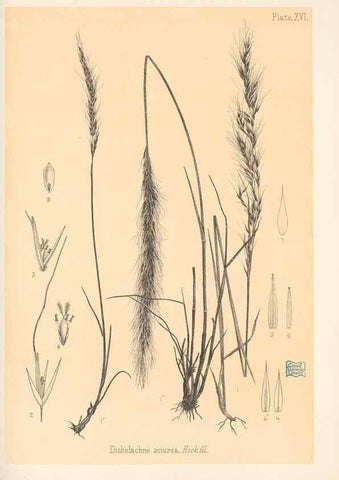 Reproducción/Reproduction 48308463047: The indigenous grasses of New Zealand.. Wellington, N. Z.,by authority, G. Didsbury, Govt. Printer,1878-1880.. 
