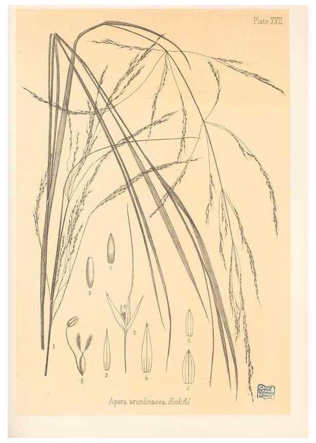 Reproducción/Reproduction 48308463422: The indigenous grasses of New Zealand.. Wellington, N. Z.,by authority, G. Didsbury, Govt. Printer,1878-1880.. 