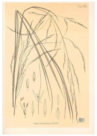 Reproducción/Reproduction 48308463422: The indigenous grasses of New Zealand.. Wellington, N. Z.,by authority, G. Didsbury, Govt. Printer,1878-1880.. 