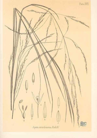 Reproducción/Reproduction 48308463422: The indigenous grasses of New Zealand.. Wellington, N. Z.,by authority, G. Didsbury, Govt. Printer,1878-1880.. 