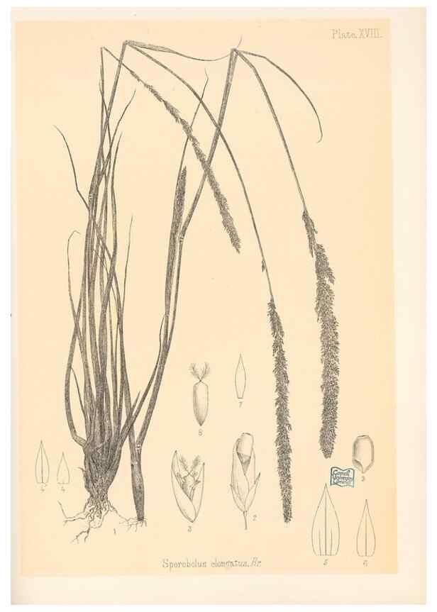 Reproducción/Reproduction 48308351411: The indigenous grasses of New Zealand.. Wellington, N. Z.,by authority, G. Didsbury, Govt. Printer,1878-1880.. 