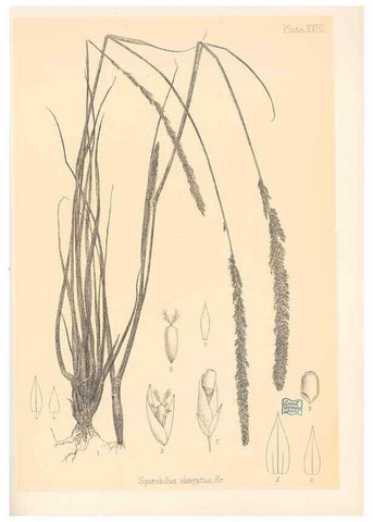 Reproducción/Reproduction 48308351411: The indigenous grasses of New Zealand.. Wellington, N. Z.,by authority, G. Didsbury, Govt. Printer,1878-1880.. 