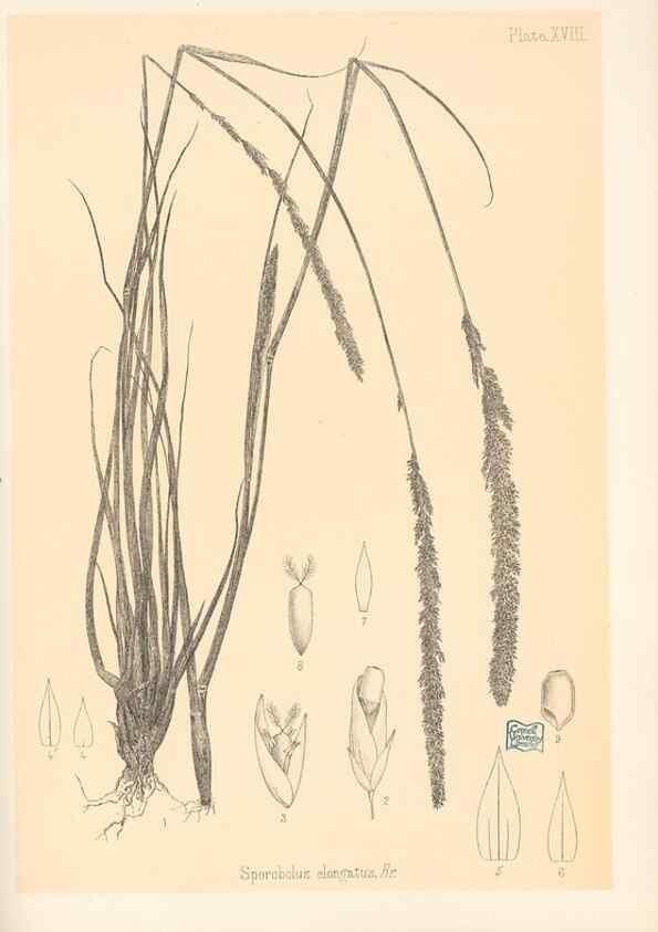 Reproducción/Reproduction 48308351411: The indigenous grasses of New Zealand.. Wellington, N. Z.,by authority, G. Didsbury, Govt. Printer,1878-1880.. 