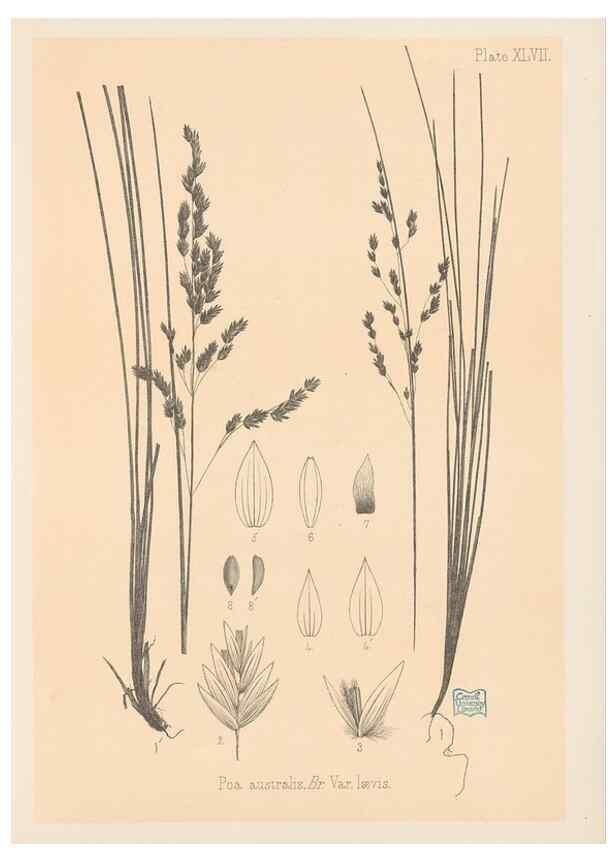 Reproducción/Reproduction 48308538097: The indigenous grasses of New Zealand.. Wellington, N. Z.,by authority, G. Didsbury, Govt. Printer,1878-1880.. 