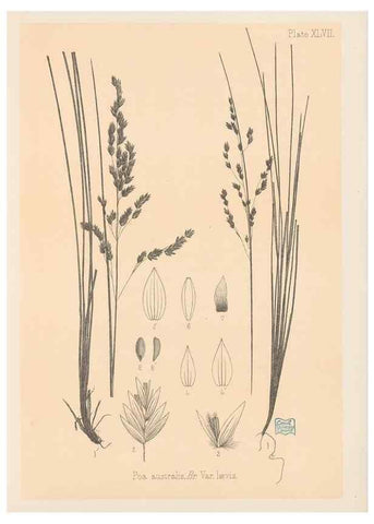 Reproducción/Reproduction 48308538097: The indigenous grasses of New Zealand.. Wellington, N. Z.,by authority, G. Didsbury, Govt. Printer,1878-1880.. 