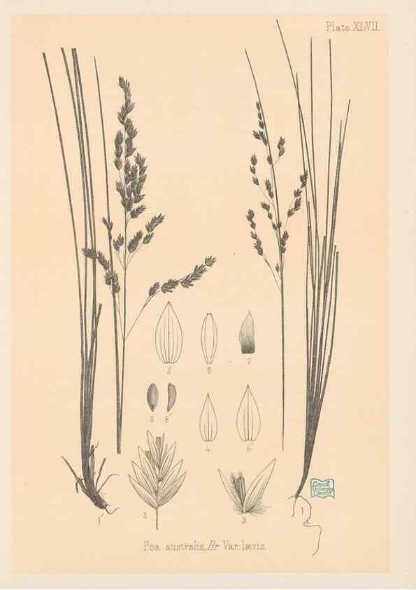 Reproducción/Reproduction 48308538097: The indigenous grasses of New Zealand.. Wellington, N. Z.,by authority, G. Didsbury, Govt. Printer,1878-1880.. 