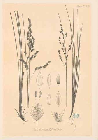 Reproducción/Reproduction 48308538097: The indigenous grasses of New Zealand.. Wellington, N. Z.,by authority, G. Didsbury, Govt. Printer,1878-1880.. 