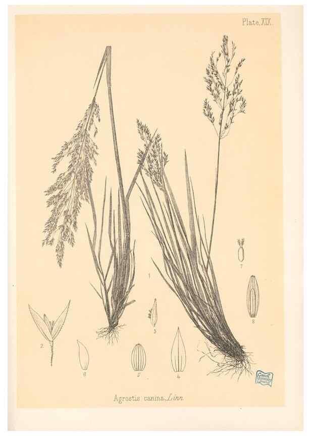 Reproducción/Reproduction 48308351761: The indigenous grasses of New Zealand.. Wellington, N. Z.,by authority, G. Didsbury, Govt. Printer,1878-1880.. 