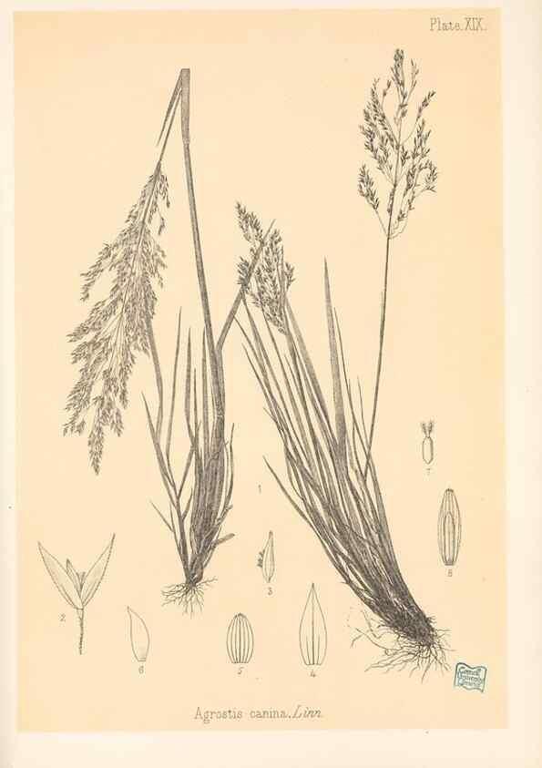 Reproducción/Reproduction 48308351761: The indigenous grasses of New Zealand.. Wellington, N. Z.,by authority, G. Didsbury, Govt. Printer,1878-1880.. 