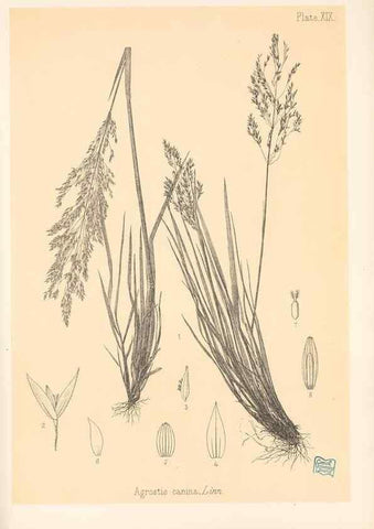 Reproducción/Reproduction 48308351761: The indigenous grasses of New Zealand.. Wellington, N. Z.,by authority, G. Didsbury, Govt. Printer,1878-1880.. 