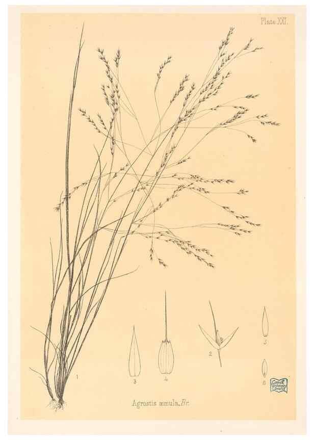 Reproducción/Reproduction 48308464922: The indigenous grasses of New Zealand.. Wellington, N. Z.,by authority, G. Didsbury, Govt. Printer,1878-1880.. 