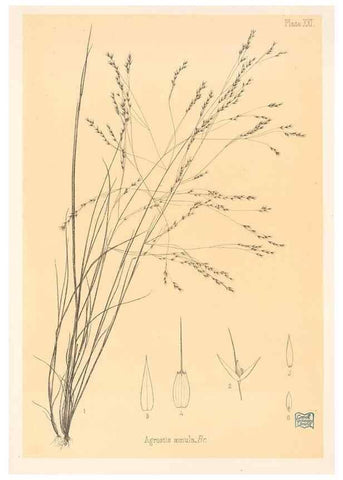 Reproducción/Reproduction 48308464922: The indigenous grasses of New Zealand.. Wellington, N. Z.,by authority, G. Didsbury, Govt. Printer,1878-1880.. 