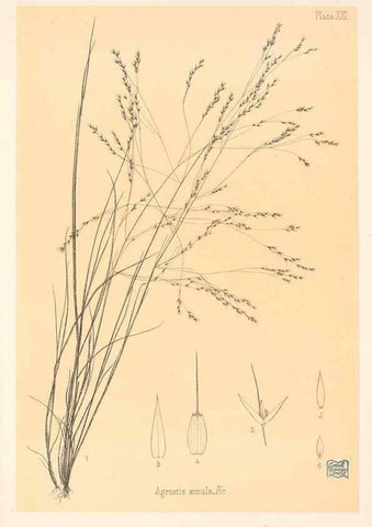 Reproducción/Reproduction 48308464922: The indigenous grasses of New Zealand.. Wellington, N. Z.,by authority, G. Didsbury, Govt. Printer,1878-1880.. 