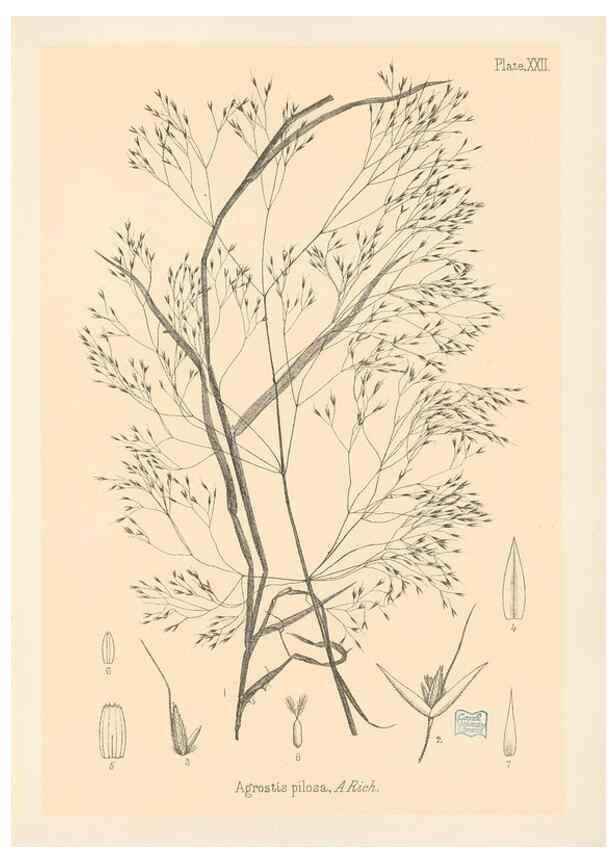 Reproducción/Reproduction 48308389231: The indigenous grasses of New Zealand.. Wellington, N. Z.,by authority, G. Didsbury, Govt. Printer,1878-1880.. 