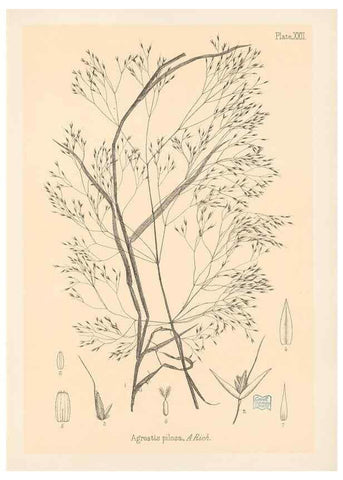 Reproducción/Reproduction 48308389231: The indigenous grasses of New Zealand.. Wellington, N. Z.,by authority, G. Didsbury, Govt. Printer,1878-1880.. 