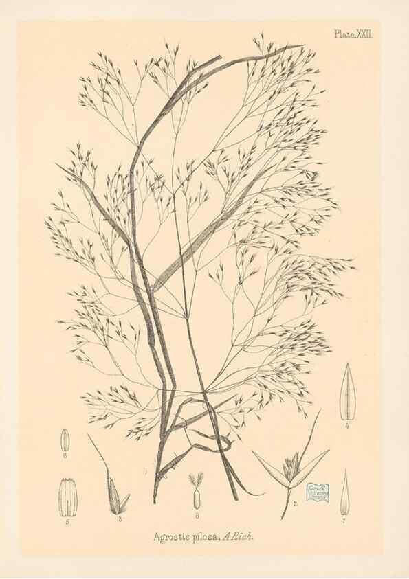 Reproducción/Reproduction 48308389231: The indigenous grasses of New Zealand.. Wellington, N. Z.,by authority, G. Didsbury, Govt. Printer,1878-1880.. 