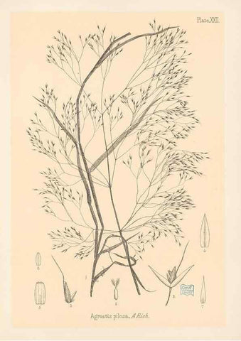 Reproducción/Reproduction 48308389231: The indigenous grasses of New Zealand.. Wellington, N. Z.,by authority, G. Didsbury, Govt. Printer,1878-1880.. 