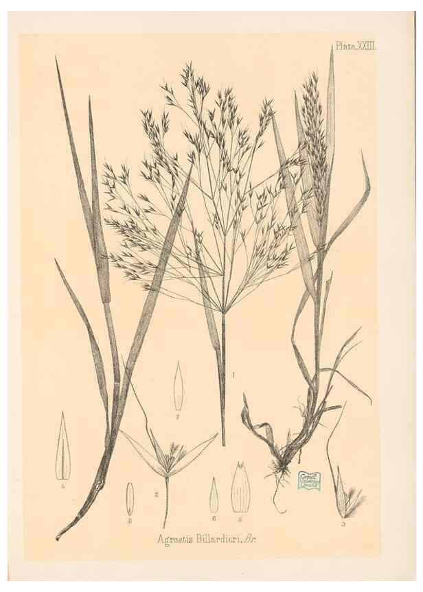 Reproducción/Reproduction 48308389731: The indigenous grasses of New Zealand.. Wellington, N. Z.,by authority, G. Didsbury, Govt. Printer,1878-1880.. 