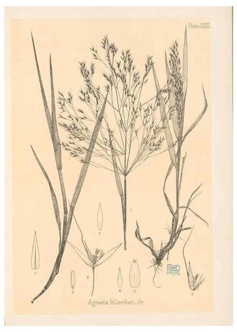 Reproducción/Reproduction 48308389731: The indigenous grasses of New Zealand.. Wellington, N. Z.,by authority, G. Didsbury, Govt. Printer,1878-1880.. 