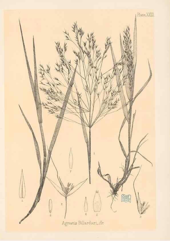 Reproducción/Reproduction 48308389731: The indigenous grasses of New Zealand.. Wellington, N. Z.,by authority, G. Didsbury, Govt. Printer,1878-1880.. 