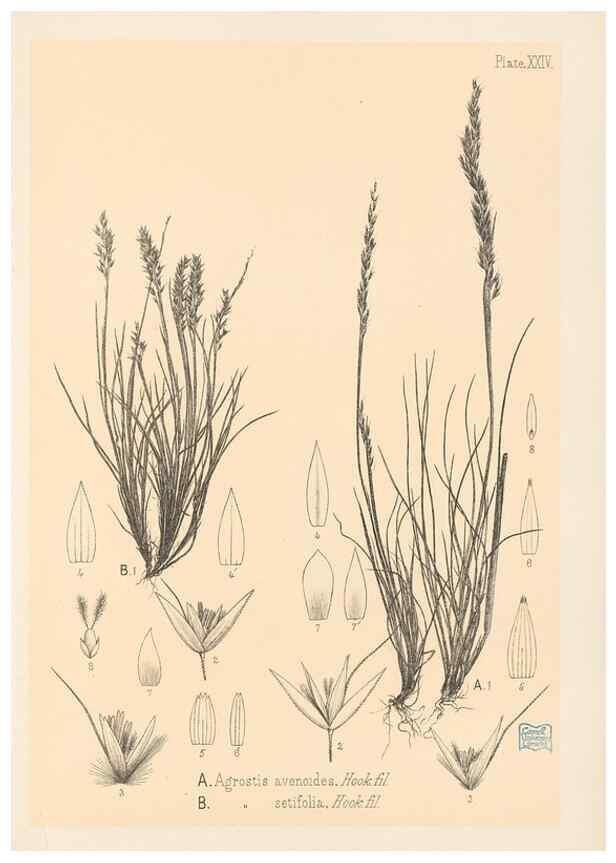 Reproducción/Reproduction 48308502577: The indigenous grasses of New Zealand.. Wellington, N. Z.,by authority, G. Didsbury, Govt. Printer,1878-1880.. 