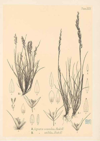 Reproducción/Reproduction 48308502577: The indigenous grasses of New Zealand.. Wellington, N. Z.,by authority, G. Didsbury, Govt. Printer,1878-1880.. 