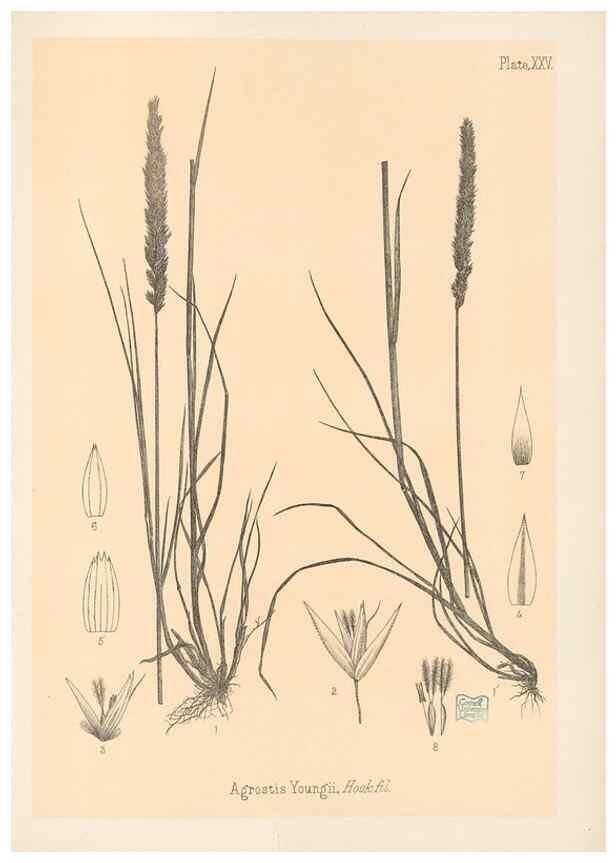 Reproducción/Reproduction 48308502967: The indigenous grasses of New Zealand.. Wellington, N. Z.,by authority, G. Didsbury, Govt. Printer,1878-1880.. 