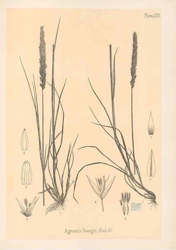Reproducción/Reproduction 48308502967: The indigenous grasses of New Zealand.. Wellington, N. Z.,by authority, G. Didsbury, Govt. Printer,1878-1880.. 
